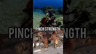 Mantis Shrimp VS Coconut crab [upl. by Girand]