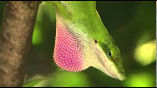 Anole lizards dewlap [upl. by Jackie306]