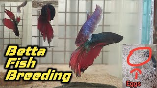 Betta Fish Breeding Step By Step in Tamil  How to Breed Betta Fish [upl. by Scrogan]