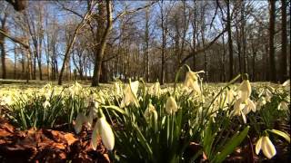 Chrissie Sturt At Welford Park Newbury Snowdrops 2016 02 16 [upl. by Alliber]