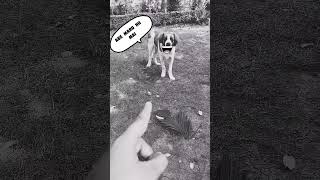 my bernards behaviour❤‍🔥❤‍🔥funnyvideo ytshorts youtube funnyvideo doglover [upl. by Dalston]