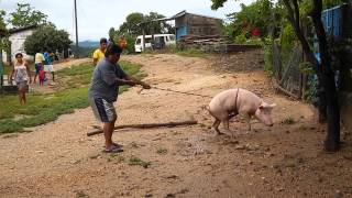 Marrano Bravo En Pinotepa Nacional Costa Chica De Oaxaca Cerdo Loco [upl. by Hnaht]