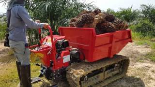 Palm Crawler Machine Demonstration  Univanich Nakhonsrithammarat Part 31 [upl. by Olegnad]