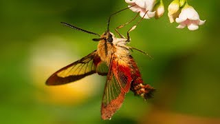 Hummingbird Moth Natures Incredible Mimic [upl. by Niamart]