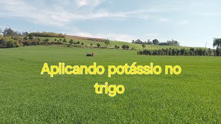 Aplicando cloreto de potássio no trigo [upl. by Nigem]