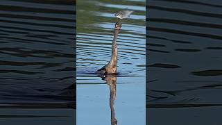 Snakebird swallows living fish whole Just keep swimming [upl. by Asilef]