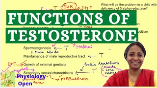 Functions of testosterone  Male reproductive system physiology MBBS 1st year lectures [upl. by Tippets]