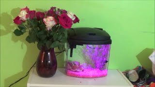 How To Set Up A Fish Tank Aqueon bettabow 25 [upl. by Stricklan865]