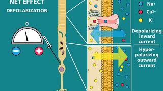 Phototransduction and Visual processing [upl. by Siva]