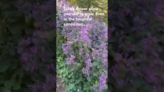 Walter Sisulu Botanical Garden  nice flowers  YouTube shorts subscribe like share for more videos [upl. by Atima396]