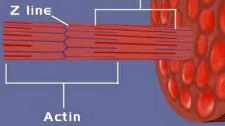 Muscular System Sliding Filament Theory 1 [upl. by Mauricio]