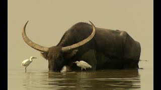 Water buffalos Bubalus arnee in Kaziranga [upl. by Eimaraj447]