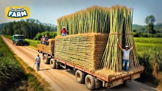 How Bamboo Products Are Made From Planting Bamboo to Toothbrush Factory [upl. by Ennaxor906]