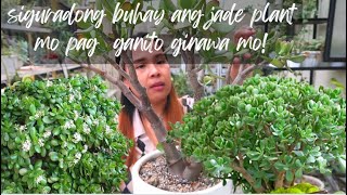 JADE PLANTMONEY PLANT SECRET TO KEEP THEM ALIVE  Crassula Ovata Plant Care Guide [upl. by Aggappora]