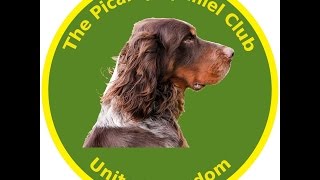 The Picardy Spaniel or Epagneul Picard [upl. by Uthrop]