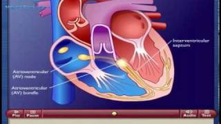 Fisiología II Sistema de Conducccion Cardiaca [upl. by Aire]