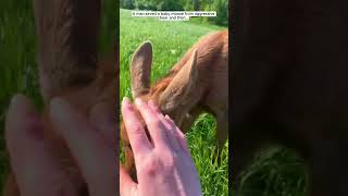 A man saved a baby moose from aggressive bear moose short [upl. by Annil]