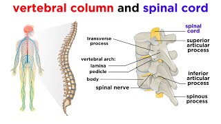 Introduction to anatomy of the nervous system شرح [upl. by Kentigerma]