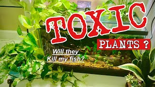 🪴Are Houseplants ❌TOXIC❌to a FISH TANK🐟 [upl. by Prinz880]