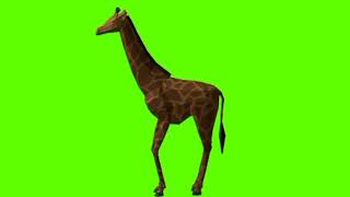 Green screen Giraffe video  Giraffe eating green screen [upl. by Yentruocal841]