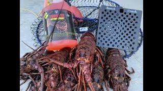 5 Things you NEED for California spiny lobster season 20232024 [upl. by Llertnahs]