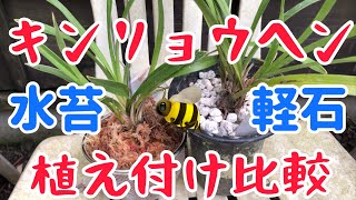 キンリョウヘンを水苔で植え付け【成長比較】 [upl. by O'Reilly]