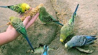 Do you have a lonely budgie These lovely songs from my pet budgies will cheer your bird up [upl. by Eelrehpotsirhc779]