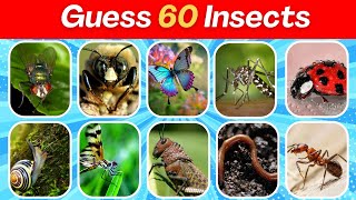 Guess 60 Insects  Insects Quiz [upl. by Etnovert]