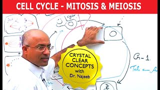 Cell Cycle and Genes  Mitosis amp Meiosis [upl. by Kcirddahc]