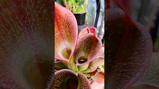 How plant eat insect 😳😱  How pitcher plant eat insects  Pitcher plant eating insect [upl. by Yrakcaz246]