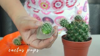 How to Remove Cactus Pups from Mammillaria and Opuntia Microdasys [upl. by Solahcin]