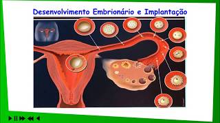 26 Gametas e fecundação I Biologia Enem Vestibulares [upl. by Olnee414]