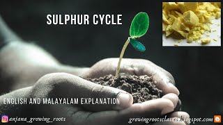 Sulphur Cycle  Malayalam  Biogeochemical Cycle Of Sulphur  Sedimentary Cycle  Gaseous Cycle [upl. by Anassor]