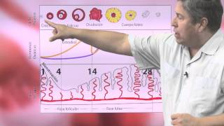 Medicina para Todos anticonceptivos orales [upl. by Tessil]