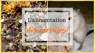 ➳ LALIMENTATION des GERBILLES  CONSEILS [upl. by Eittap763]