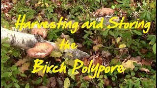 Harvesting and Storing the Birch Polypore [upl. by Ylrrad]