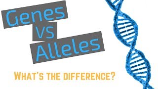 Genes vs Alleles [upl. by Notsag]