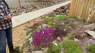 More Gorgeous Cold Hardy Succulents at Mountain Crest Gardens [upl. by Hendry212]