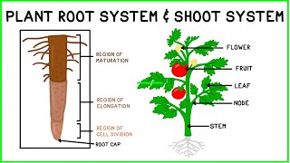 Plant Root System amp Shoot System [upl. by Arayc]