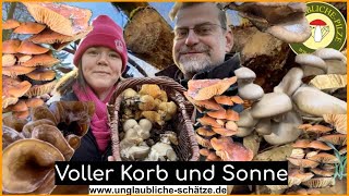 Voller Pilz Korb und Winter Sonne  Vitalpilze suchen bei Frost und Schnee  pilziger Januar 2024 [upl. by Nanice]