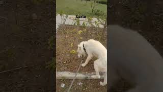 Carlo Wolk 😘husky ytshort video [upl. by Amsirahc286]