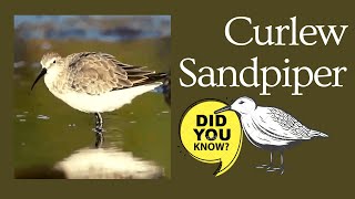 Curlew Sandpiper facts [upl. by Dlareg]