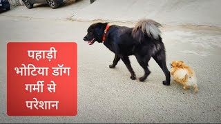 सुबह का तापमान 31 डिग्री l खतरनाक तापमान हमारे डॉग परेशान l Pet Bhotia dog Leo amp Toypom Jimmy [upl. by Erotavlas]