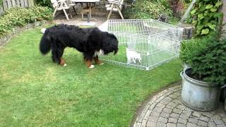 Bernese mountain dog playing with Westie in garden [upl. by Zamora]