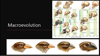 Macroevolution [upl. by Asus]