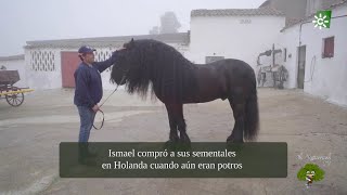 La belleza inigualable del Caballo Frisón en Hinojosa y Peñarroya Córdoba [upl. by Anitnatsnok]