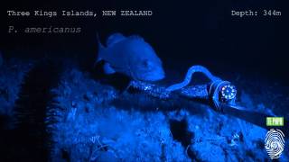 Hagfish predatory behaviour and slime defence mechanism [upl. by Eidob700]