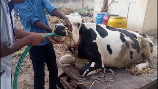 Treatment of acidosis in cattle by Giving stomach tube orally पशुओ में आफरे का देशी ईलाज [upl. by Cami]