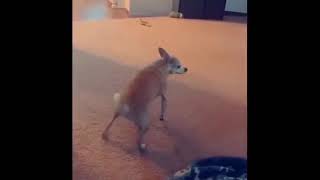 Dog Twerking Over Sad Music [upl. by Zalucki]