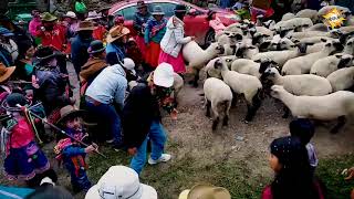 Entrega de ovino en Huillac  La Unión  Arequipa [upl. by Zehe]